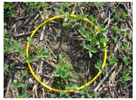 Figure 1. Hula hoop method determined stand of 90,000 plants/acre. No replant needed.