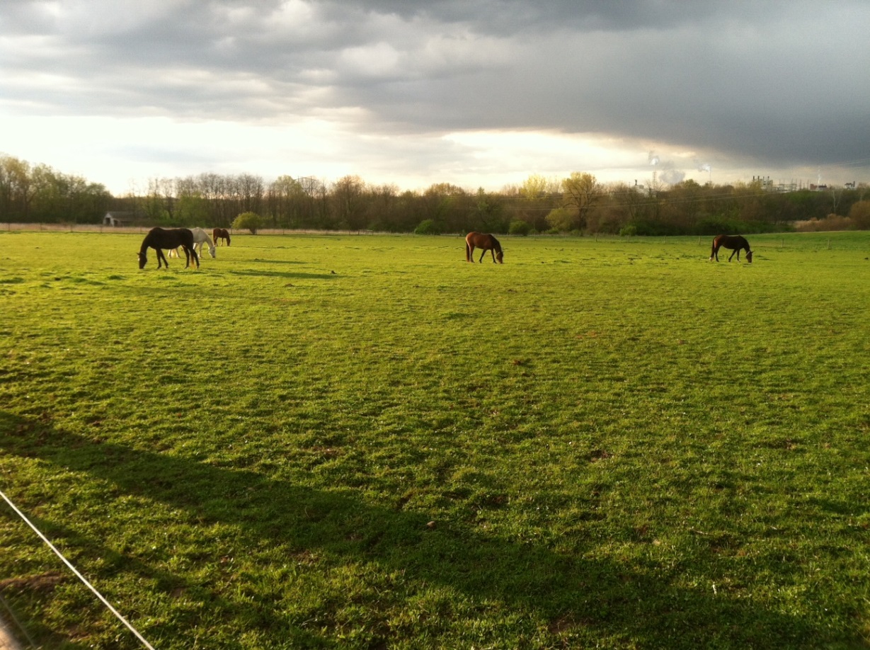 Horses grazing a dominant Kentucky bluegrass pasture to a low plant height.