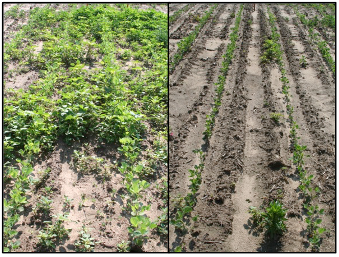 Image 1. The left is a photo of a plot not receiving a preemerge herbicide and on the right a plot receiving a preemerge application containing flumioxazin. Notice the stunting injury of soybeans by the flumioxazin as well as the reduced population of Palmer amaranth that will be much more manageable as compared to the untreated plot.