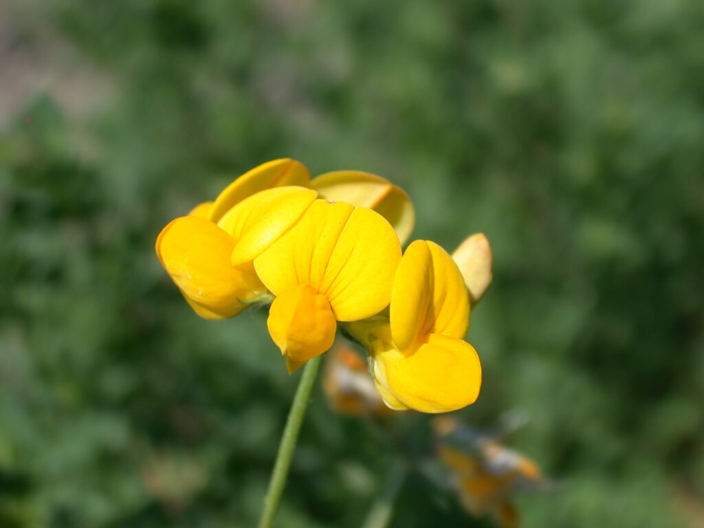 Birdsfoot Trefoil – An Underutilized Pasture Legume | Purdue University ...