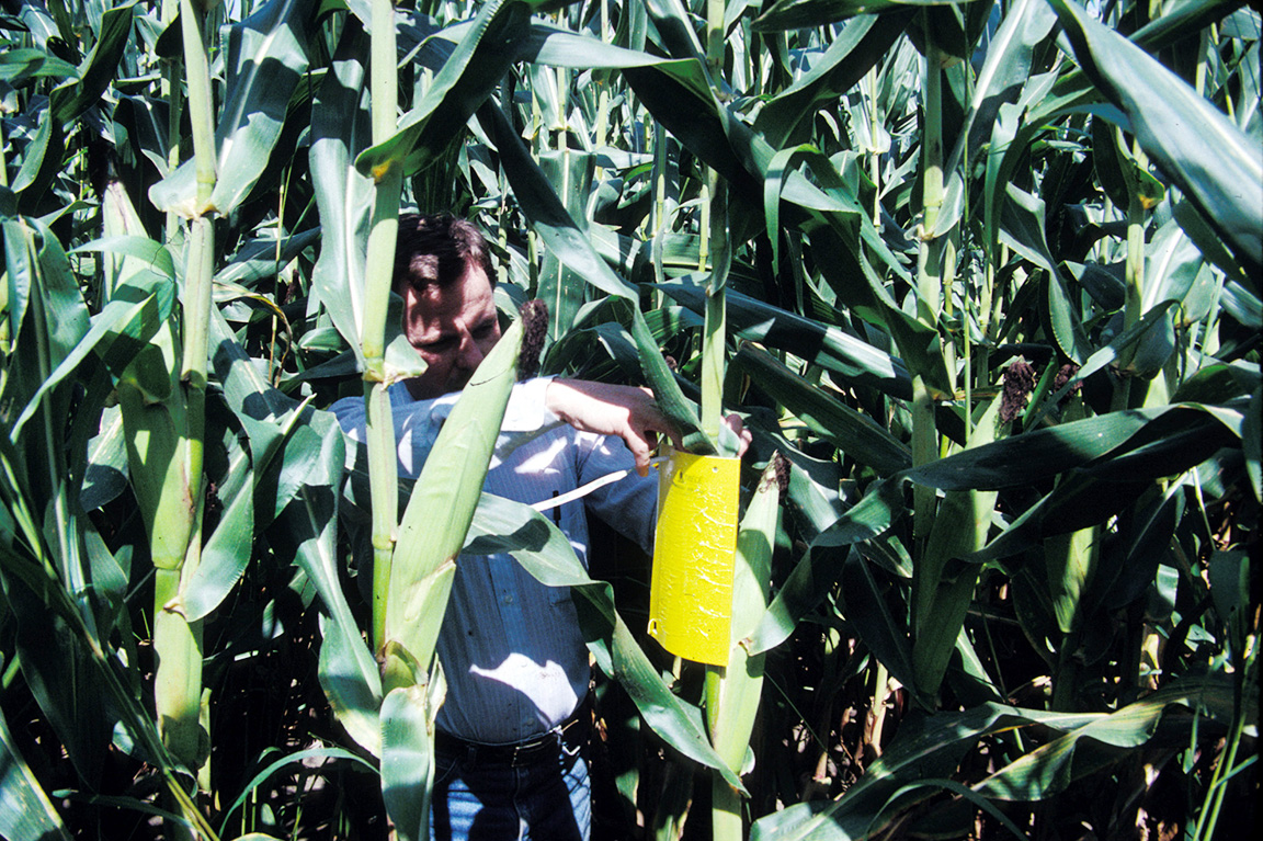Checking and replacing a sticky trap in corn. (Photo Credit: John Obermeyer)