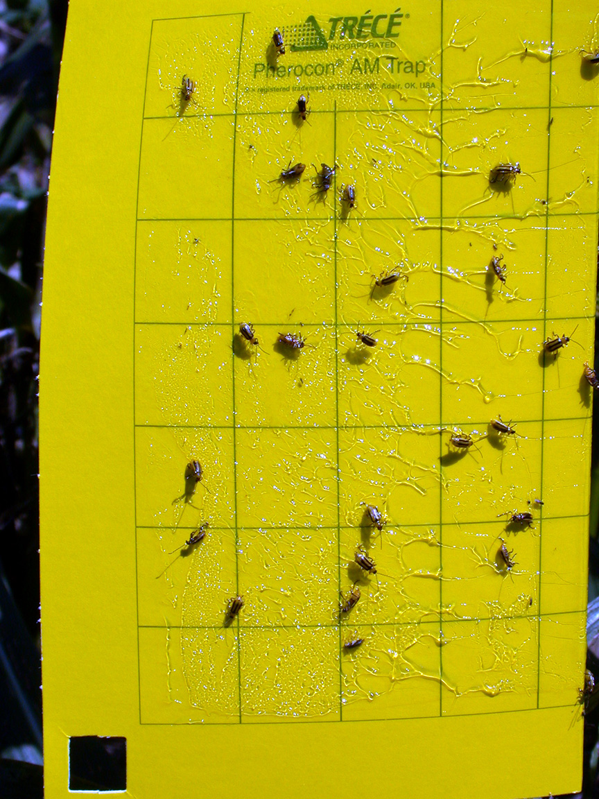 Captured western corn rootworm beetles on sticky trap. (Photo Credit: John Obermeyer)