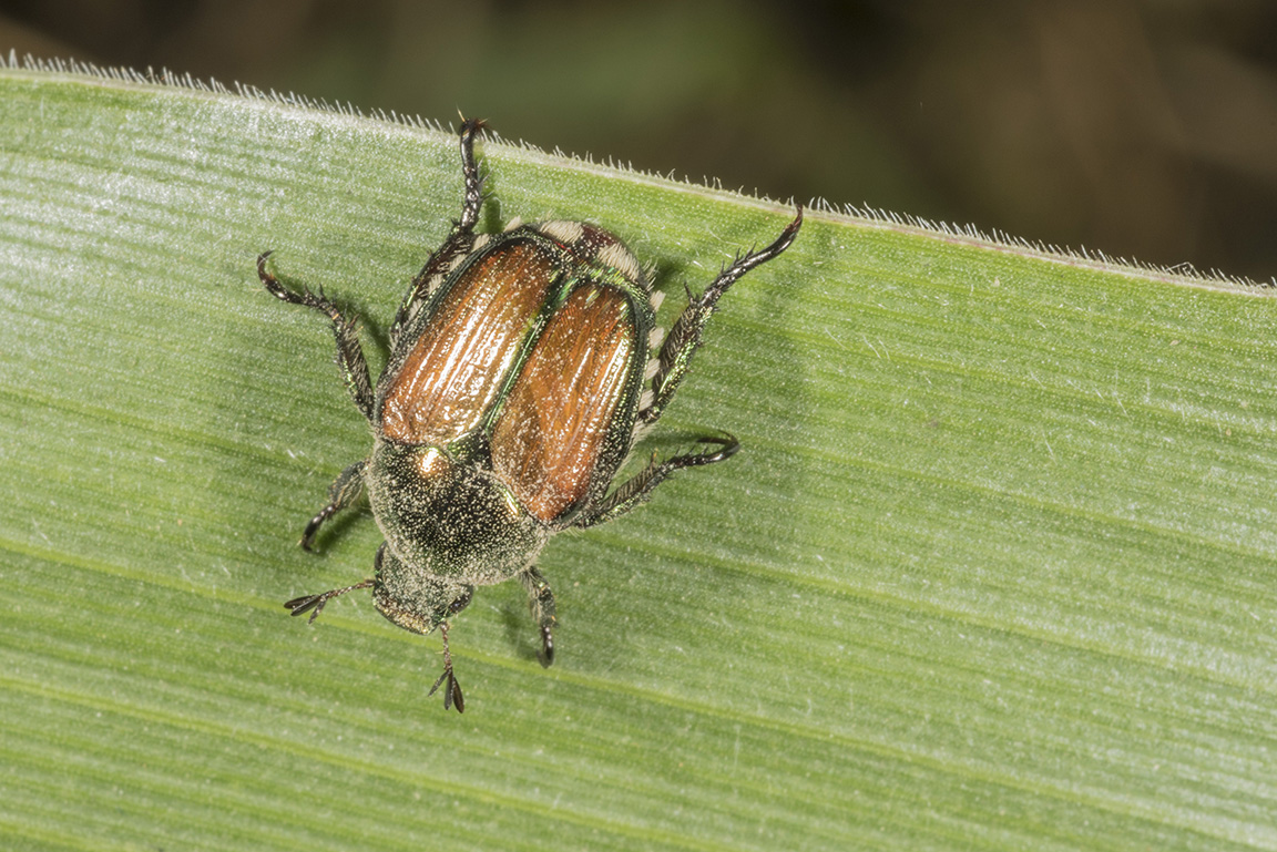 Japanese beetle newly emerged from the soil. (Photo Credit: John Obermeyer)