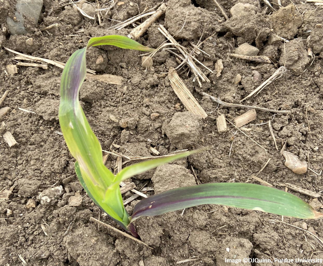 Image 1: Purple corn leaf symptoms observed on V2 corn in Northern Indiana in 2021 caused by the build up of anthocyanin in the corn leaves due to cool temperatures.