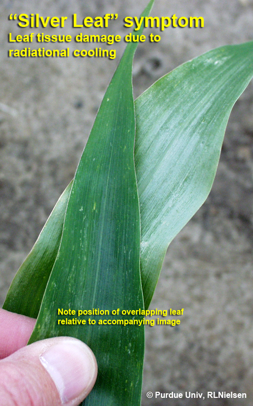 Silver leaf symptom Leaf tissue damage due to radiational cooling.