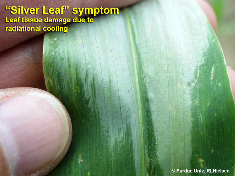 Silver Leaf symptom Leaf tissue damage due to radiational cooling.