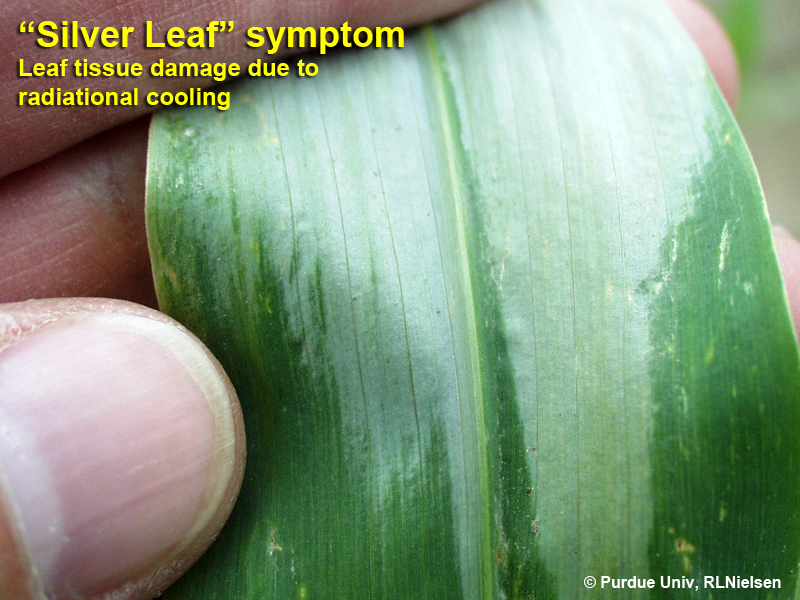 Silver Leaf Symptom in Corn (Purdue University)