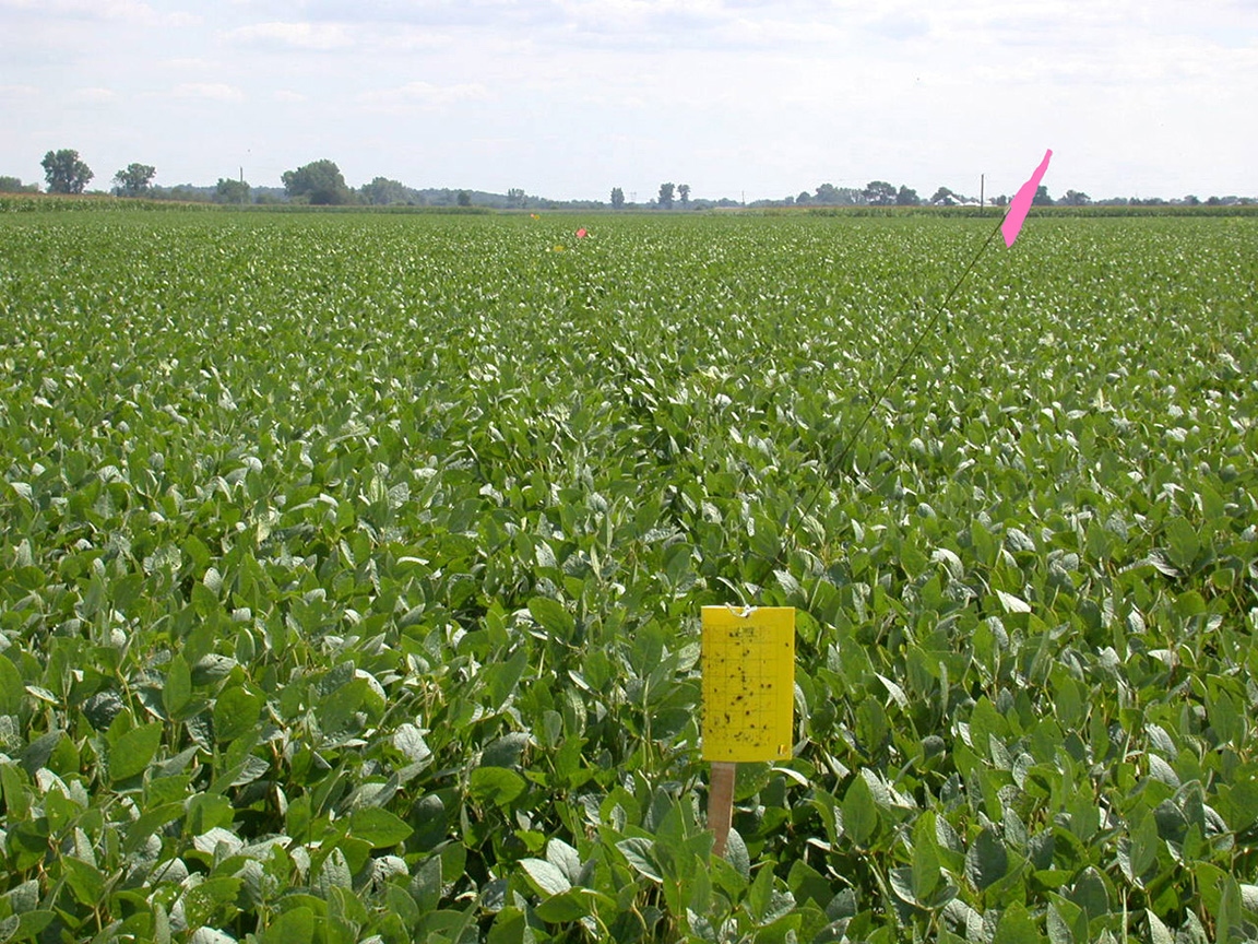 A line of sticky traps in a soybean field waiting to be checked. (Photo Credit: John Obermeyer)