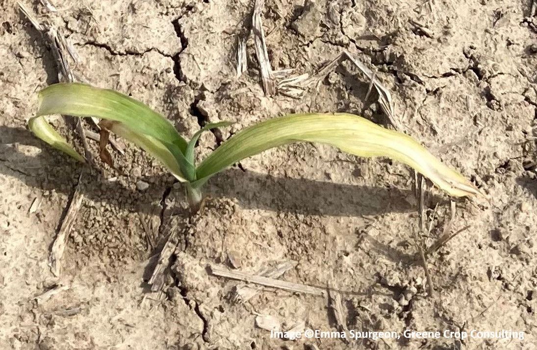 Image 2: Corn at the V2 growth stage exhibiting symptoms of white corn leaves caused by stressful early-season conditions in 2021. 