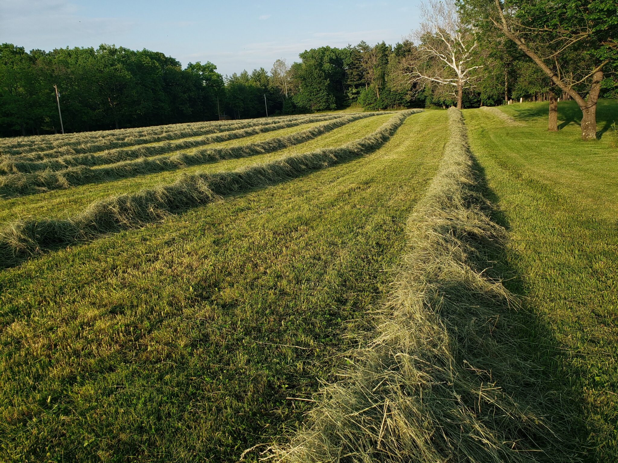 Cut forage in windrows ready to be baled. (Photo Credit: Brooke Stefancik, Purdue Extension Educator, Sullivan County)