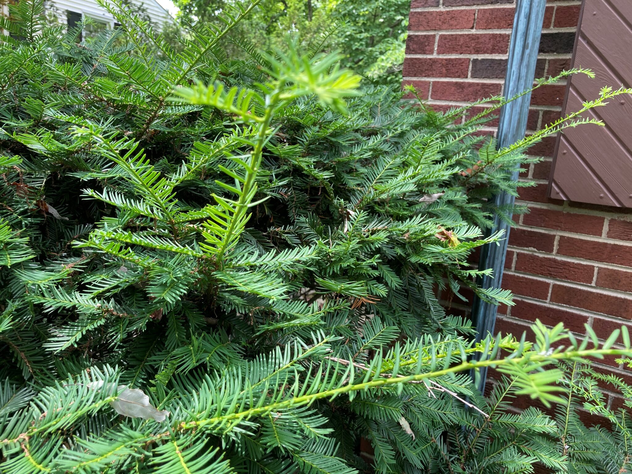 A yew bush used as landscaping is in need of a trim. Don’t feed the trimmings to livestock or death will occur. (Photo Credit: Keith Johnson)