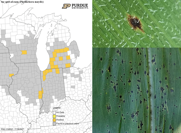 Figure 1. July 16, 2021 map of tar spot activity. Source: https://corn.ipmpipe.org/tarspot/ and images of tar spot on corn.