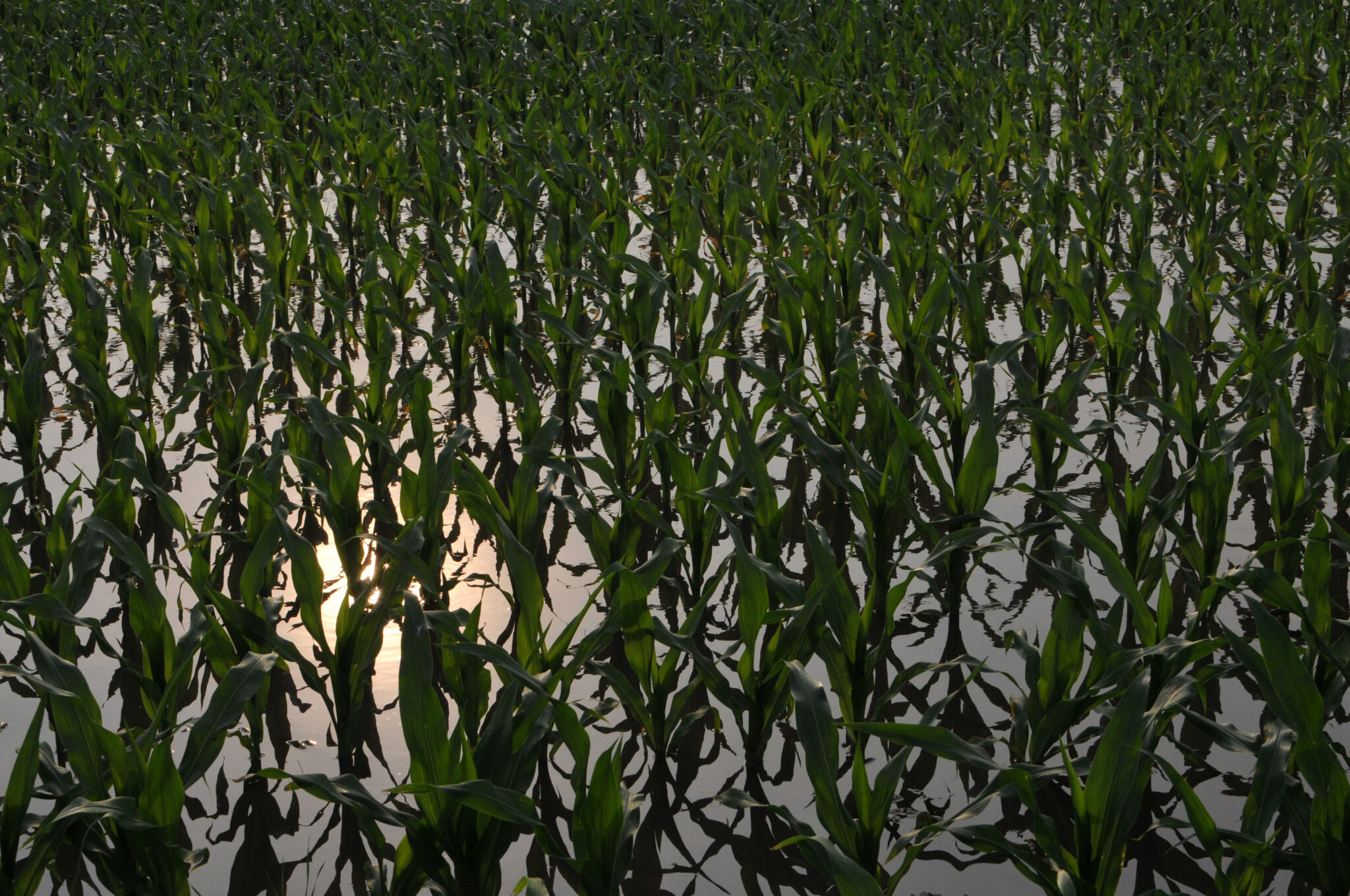 What impact will this flooding have on yield, “well, it depends.” (Photo Credit: John Obermeyer)