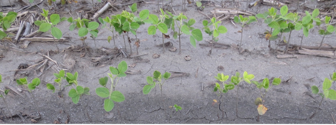 Figure 3. Soybeans (V4) compromised from ~20 inches of rain in June 2015 near LaCrosse, IN.
