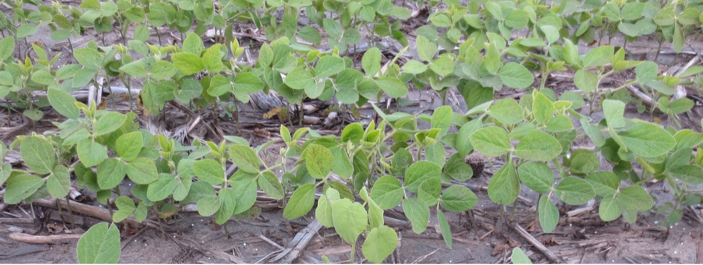 Figure 4. Soybeans (also V4) that were healthy and not compromised from the same ~20 inches of rain in June 2015 near LaCrosse, IN.