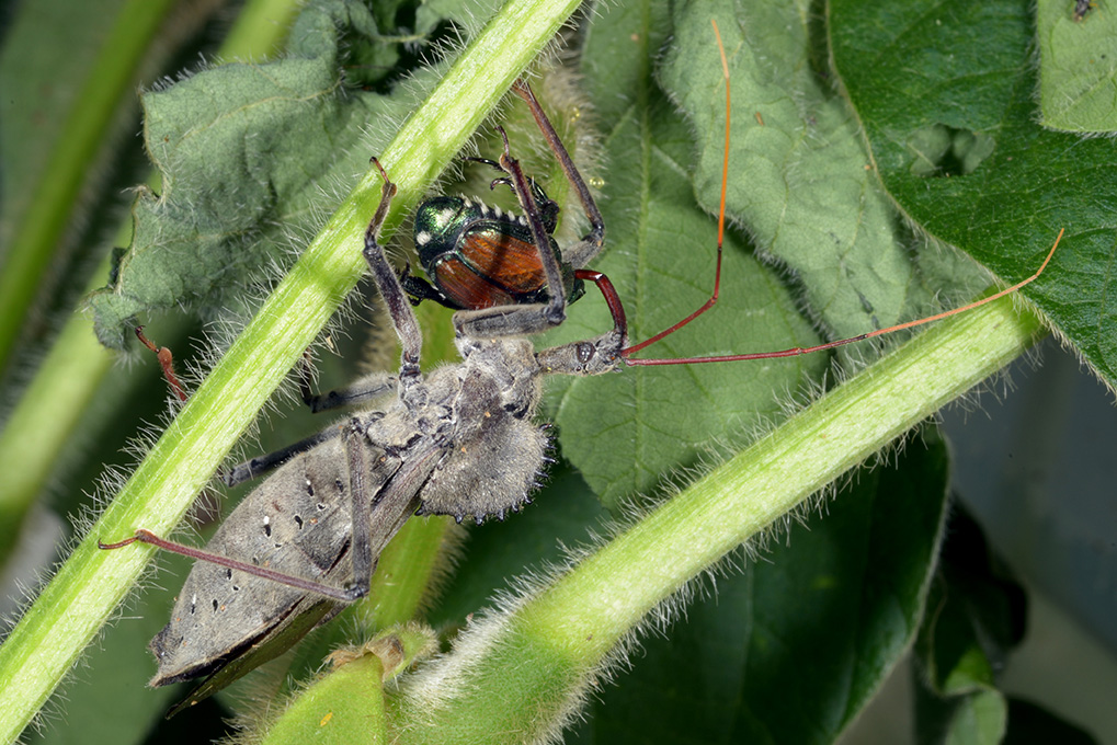 Adult wheel bug (note the “cog” like structure) sucking the life out of a Japanese beetle in soybean. (Photo Credit: John Obermeyer)