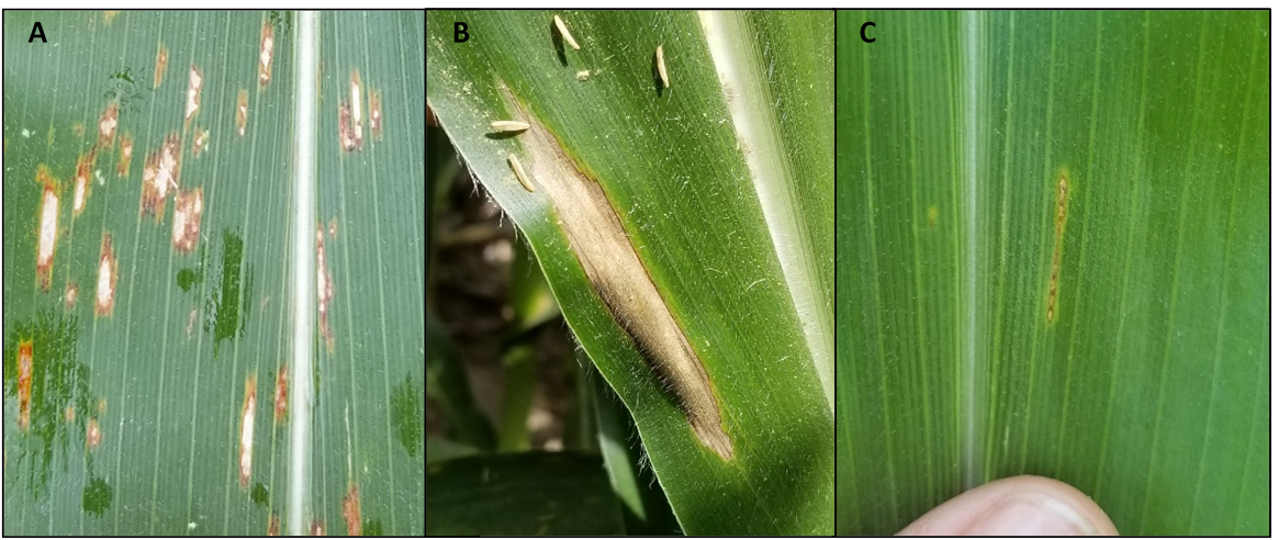 Figure 1. Examples of A-gray leaf spot, B-northern corn leaf blight, and C-northern corn leaf spot lesions on a corn leaf. (Photo Credit: Darcy Telenko)