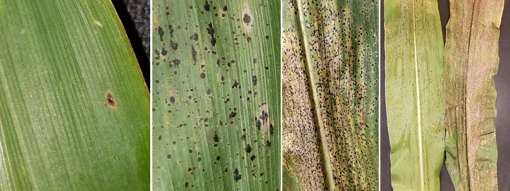 Figure 2. Corn leaves infected by tar spot. Infection can range from mild to severe on a leaf. The spots will be raised (bumpy to the touch) and will not rub off. In addition, they may be surround by a tan or brown halo, and high severity can lead to a rapid blighting of the leaf. (Photo Credit: Darcy Telenko)