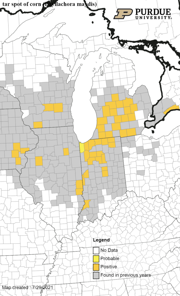 Indiana Disease Update In Corn | Purdue University Pest&Crop newsletter