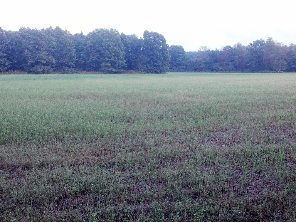 Alfalfa field denuded by fall armyworm in September. (Photo Credit: John Obermeyer)