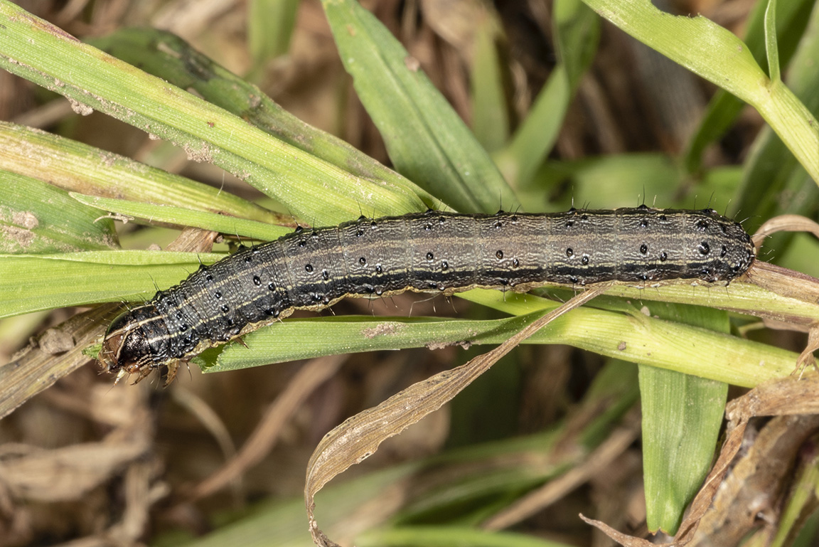 Fall armyworm feeding on grasses, notice the Y-shape on its head. (Photo Credit: John Obermeyer)