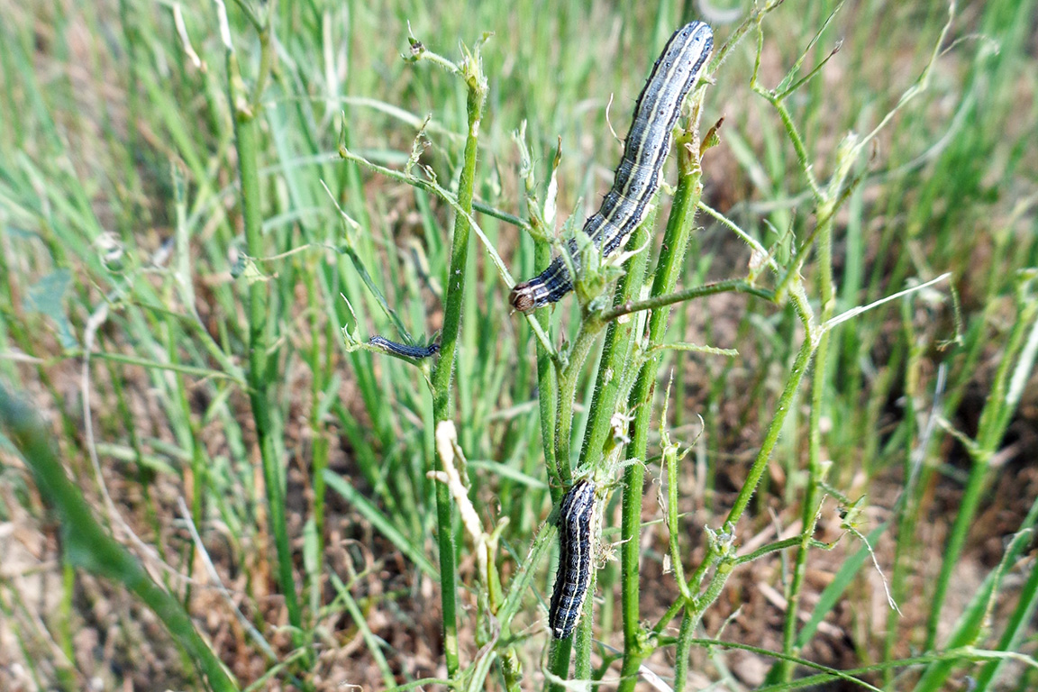 Fall armyworm completely stripping foliage from alfalfa and fescue. (Photo Credit: B. Shelton)