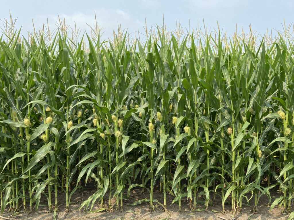 USDA Crop Report Predicts State Record Corn Yield For Indiana | Purdue ...