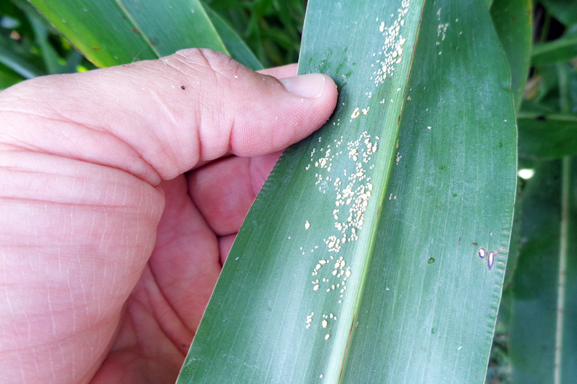 Sugarcane aphid in south central Indiana sorghum (Photo Credit: B. Shelton)
