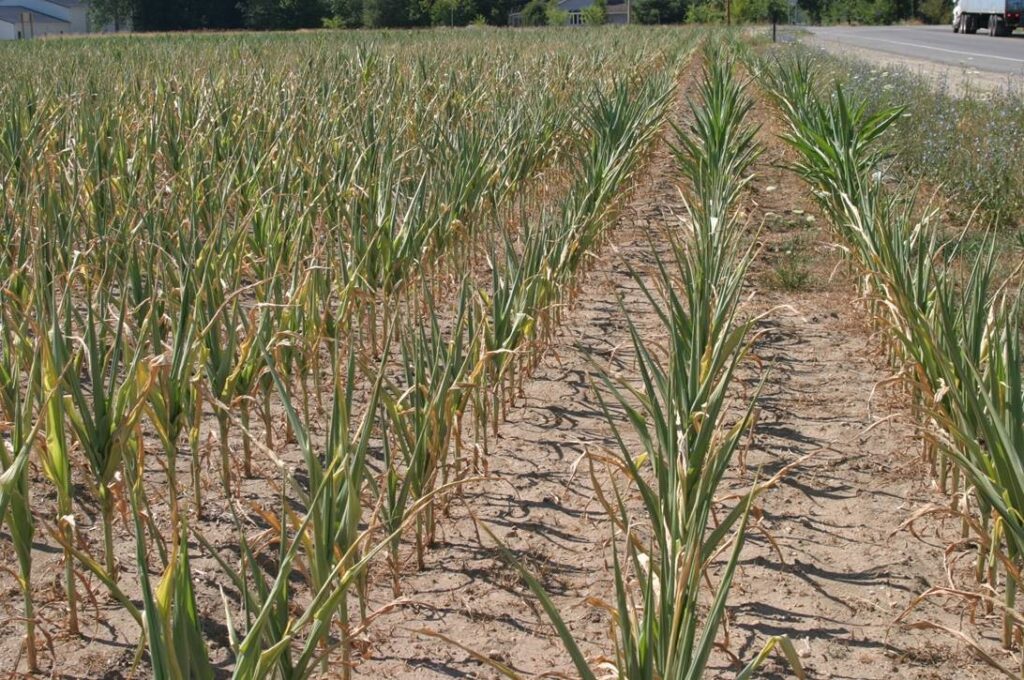 July/August Corn Water Needs | Purdue University Pest&Crop newsletter