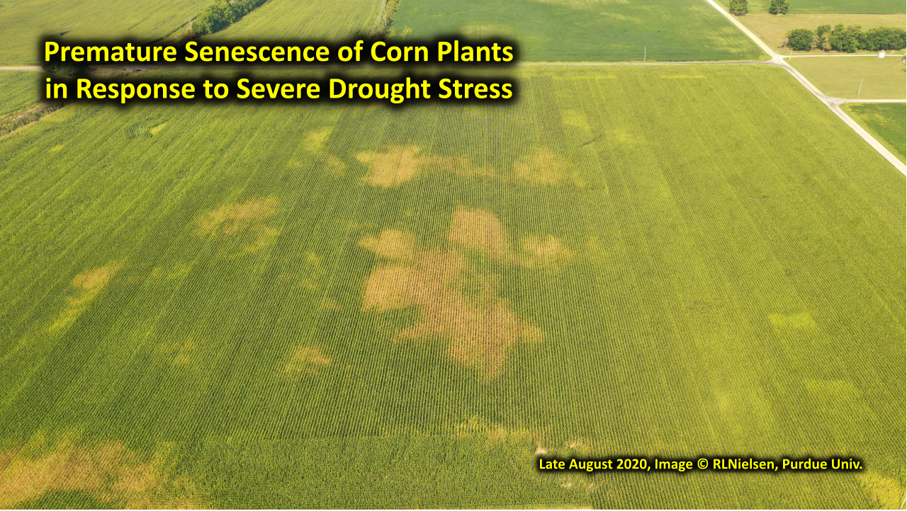 Premature senescene of corn plants in response to severe drought stress.