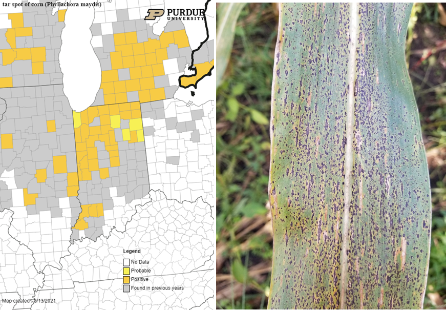 Figure 1. August 13, 2021 map of tar spot and image of a severely infected leaf. 