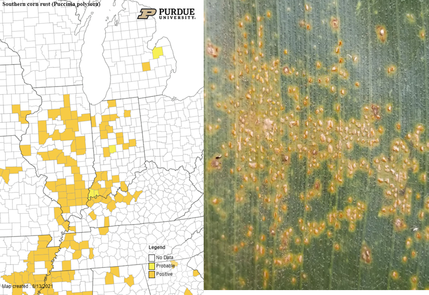 Figure 2. August 13, 2021 map of southern rust. 