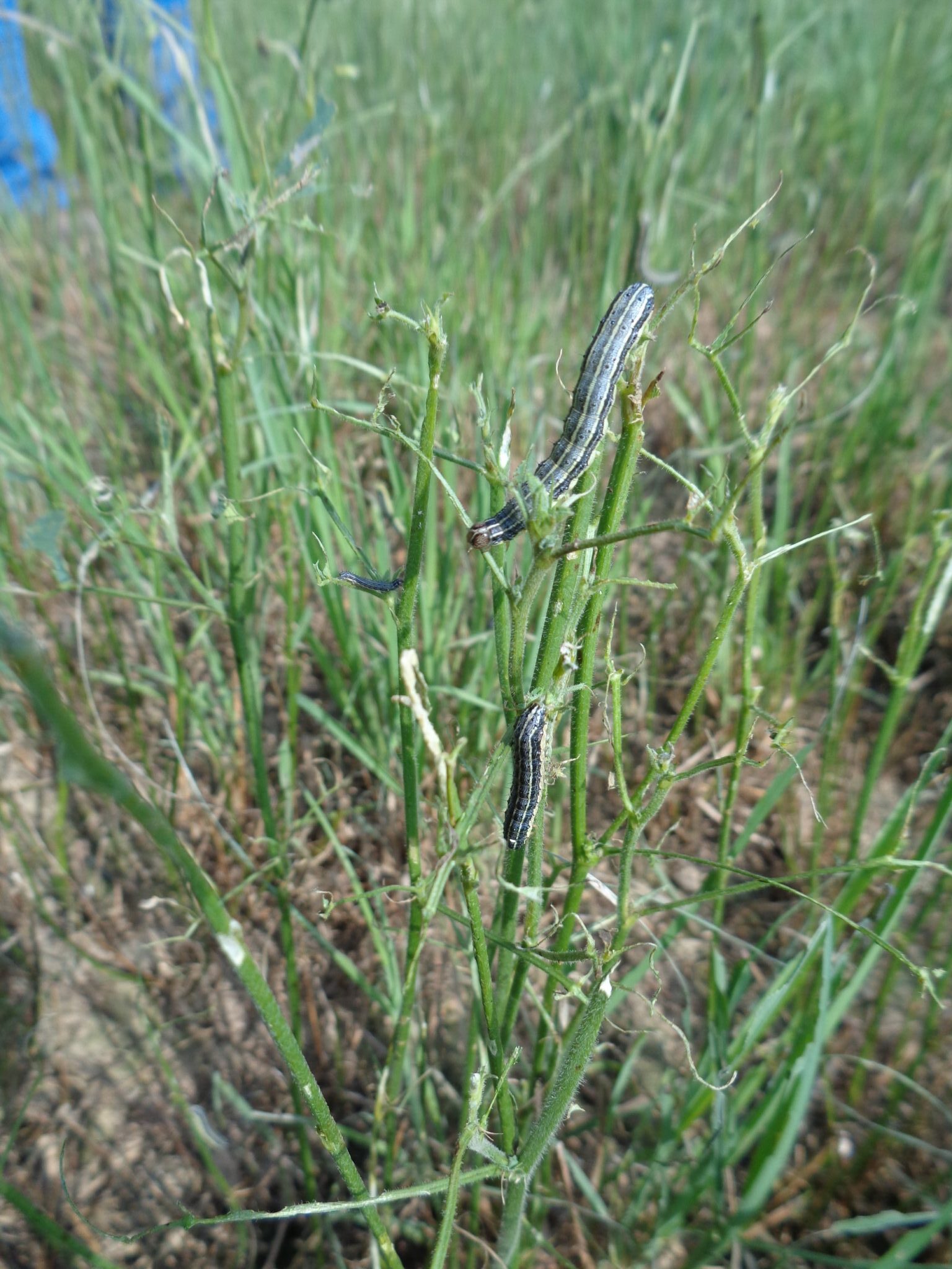 Fall armyworms invaded many forage fields in Indiana and surrounding states this past week. (Photo Credit: Brad Shelton, Superintendent, Feldun-Purdue Agriculture Center)