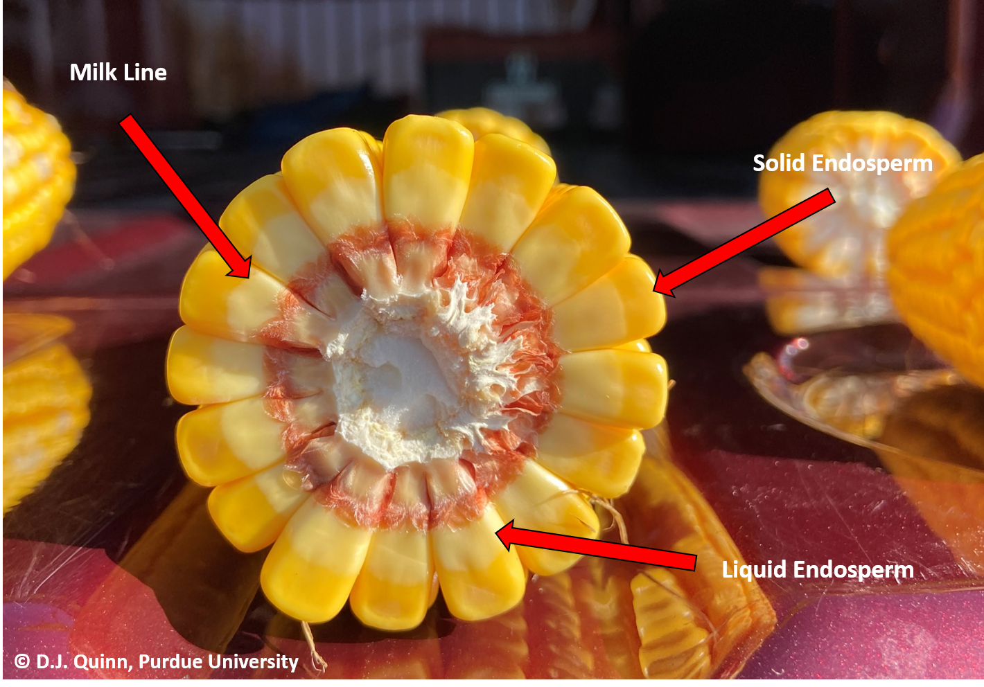 Figure 2. Solid endosperm, liquid endosperm, and milk line appearance in corn during the R5 growth stage. 