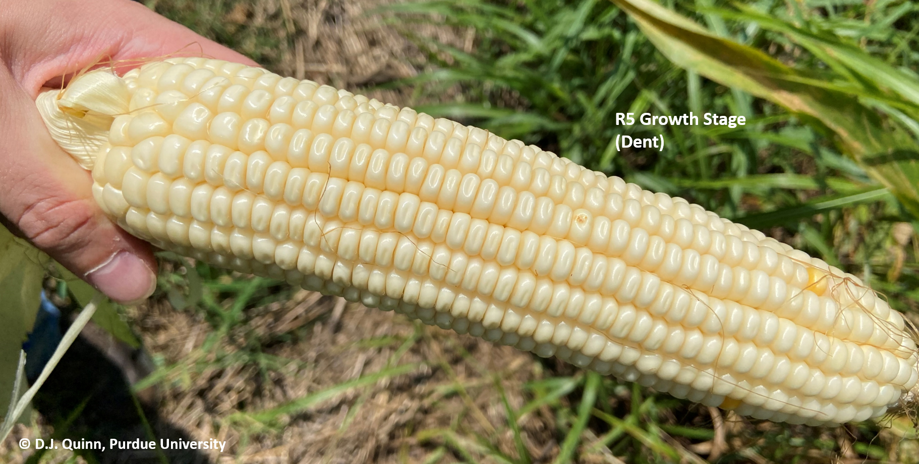 Figure 1. Appearance of kernel dent at the beginning R5 growth stage in a white corn hybrid. 