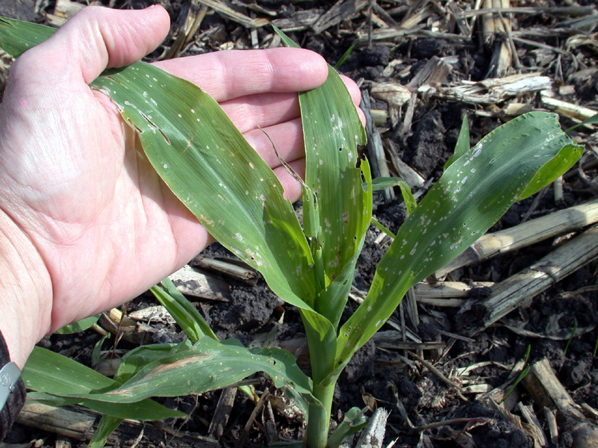 Volunteer corn, October 15, 2007, near Purdue campus, being riddled by early-instar fall armyworm larvae. (Photo Credit: John Obermeyer)
