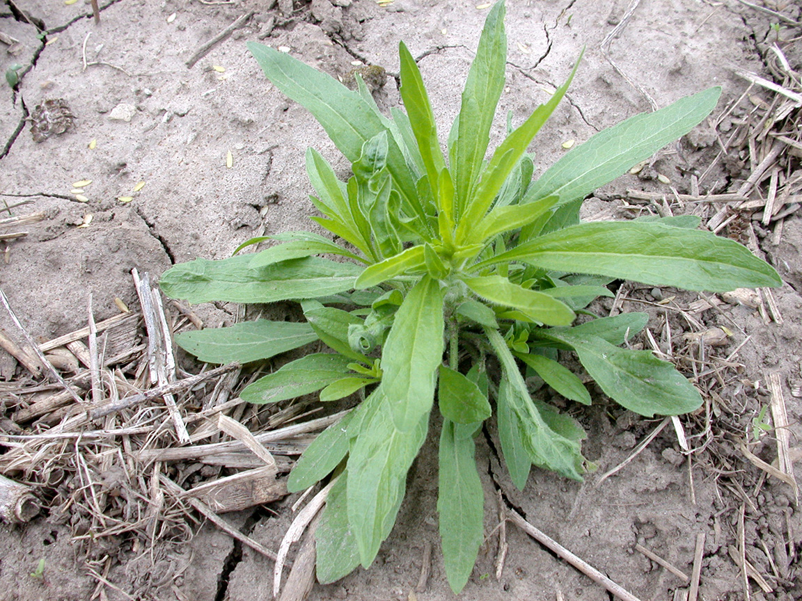 Is there marestail out in those harvested fields? (Photo Credit: John Obermeyer)