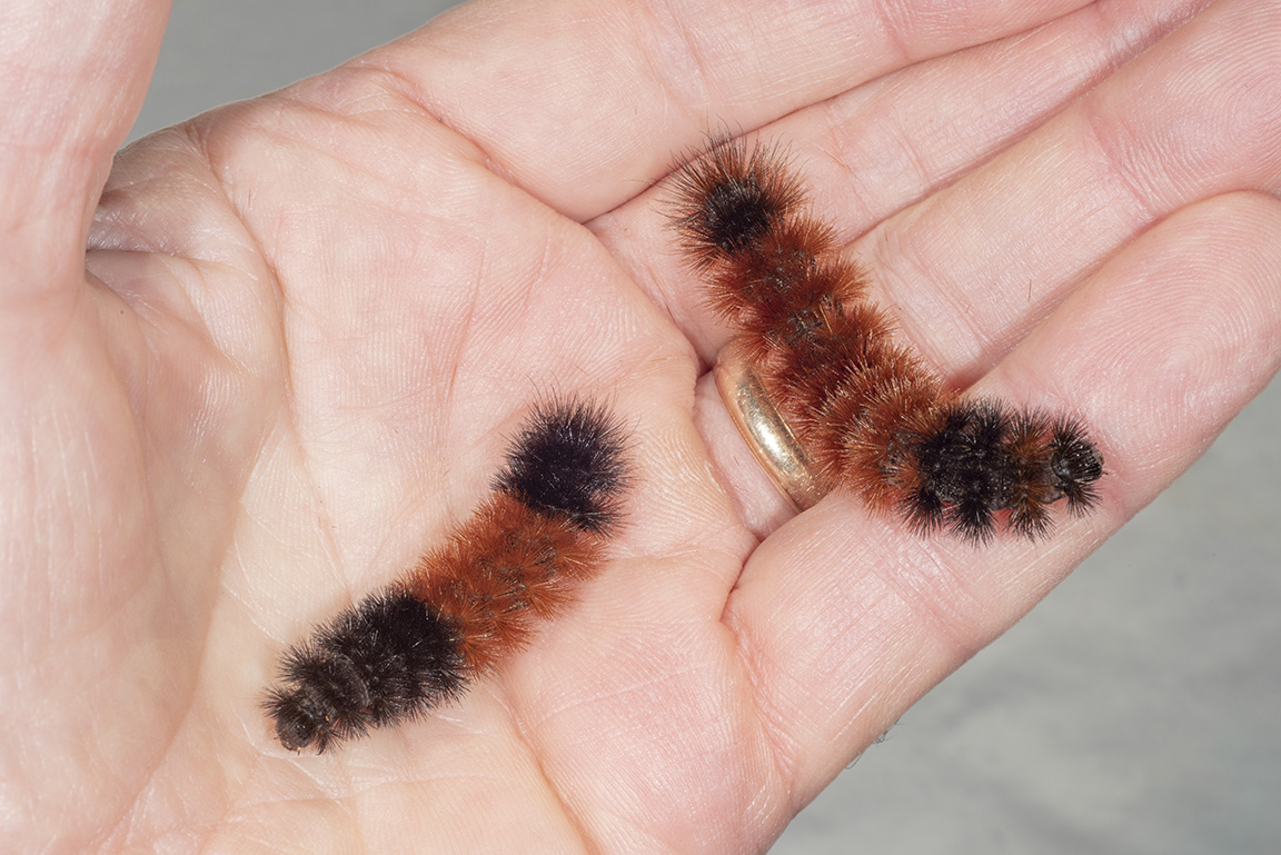 Banded woolly bear caterpillars, Pyrrharctia isabella, are easily recognized for their brown and black coloration and gentle, fuzzy touch. (Photo Credit: John Obermeyer)