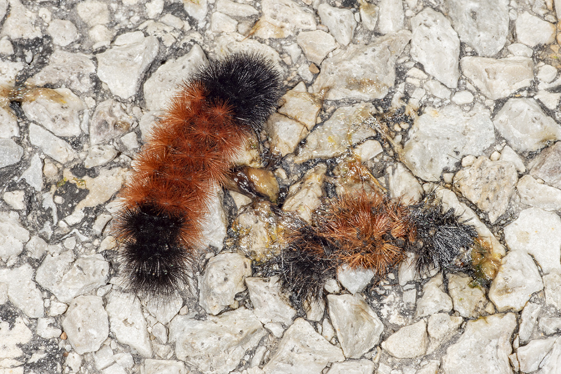 This woolly bear is determined to make it across the road, unlike his ill-fated buddy. (Photo Credit: John Obermeyer)