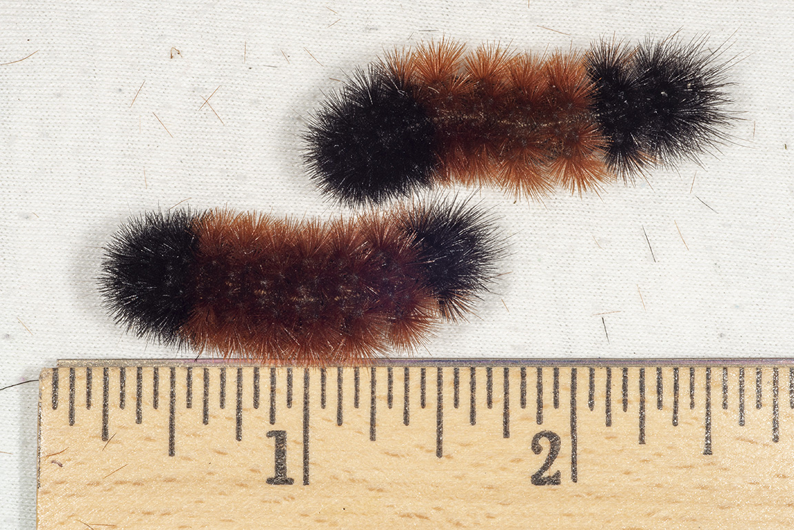 What does this random sampling of banded woolly worms tell us about the coming winter? (Photo Credit: John Obermeyer)