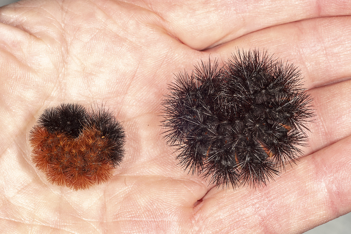 If you use this larger, black woolly bear caterpillar (giant leopard moth) in your “data,” the winter would look ominous! (Photo Credit: John Obermeyer)