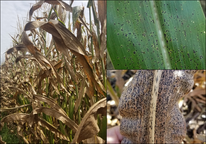 Figure 1. Severe tar spot causing blighting. Tar spot lesions (stromata) on corn leaves. (Photo Credit: Darcy Telenko)