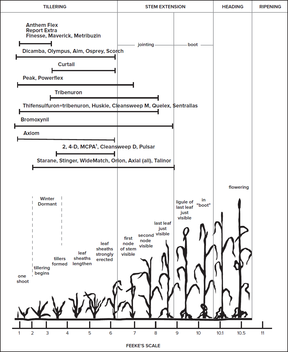 Figure 1. Feeke’s scale of winter wheat stages and herbicide application timings (Source: 2022 Weed Control Guide for Ohio, Indiana and Illinois).