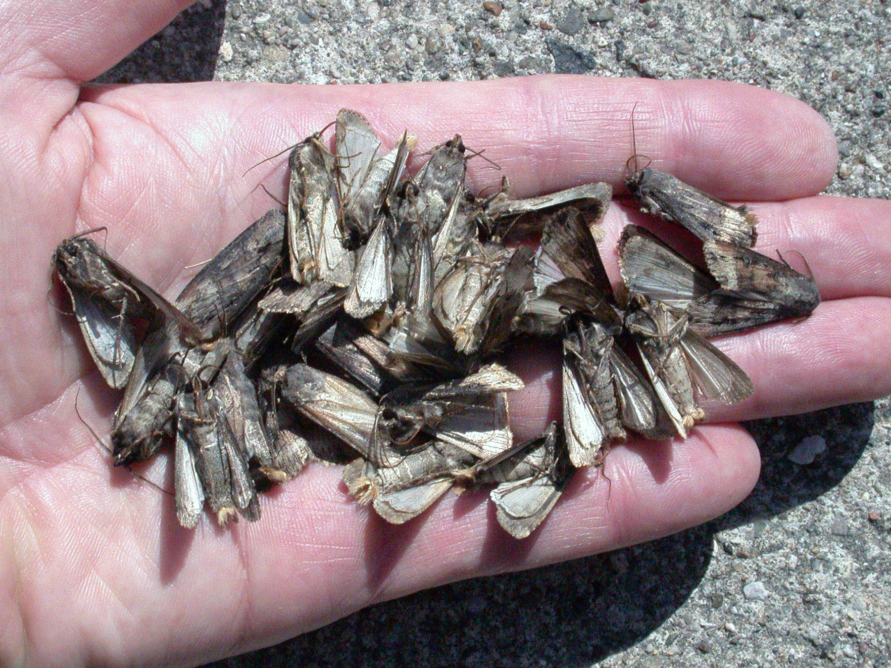 Handful of male black cutworm moths from an intensive capture.