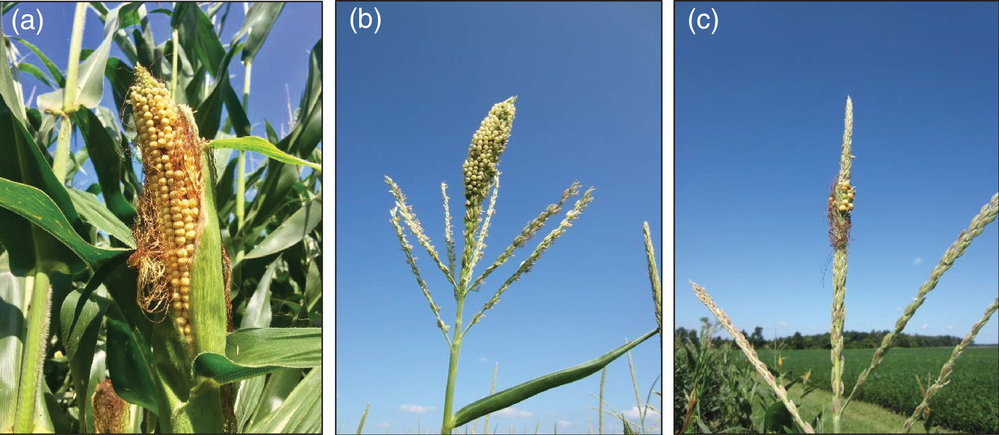 FIGURE 1. (a) Complete replacement of tassel and (b–c) partial replacement of tassel on tillers in an end row. Images: (a) Osler Ortez, (b–c) (Photo Credit: Robert Nielsen)