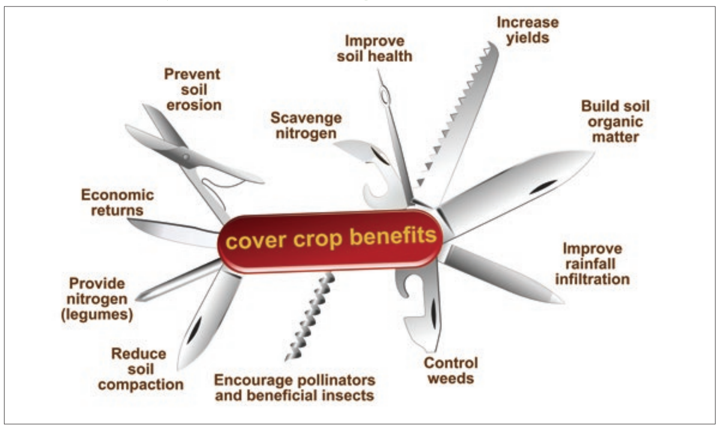 This graphic shows the many benefits that cover crops provide over time, which include the ability to better cope with weather extremes (such as improving rainfall infiltration) and slowing climate change (such as building soil organic matter). This graphic originally appeared in Cover Crop Economics, a SARE bulletin published in 2019, and was illustrated by Carlyn Iverson.