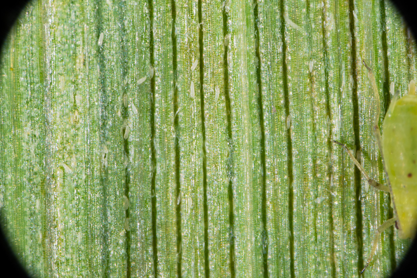 Closer view of timothy leaf tissue with cereal rust mites, compared in size to legs of an aphid. (Photo Credit: John Obermeyer)