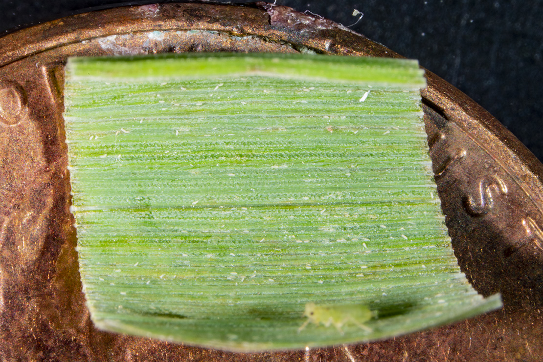 Cereal rust mites, on leaf sample, compared in size to an aphid and portion of a penny. (Photo Credit: John Obermeyer)