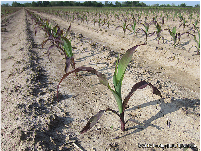Rows of purple-leafed corn; late V3 stage of development.