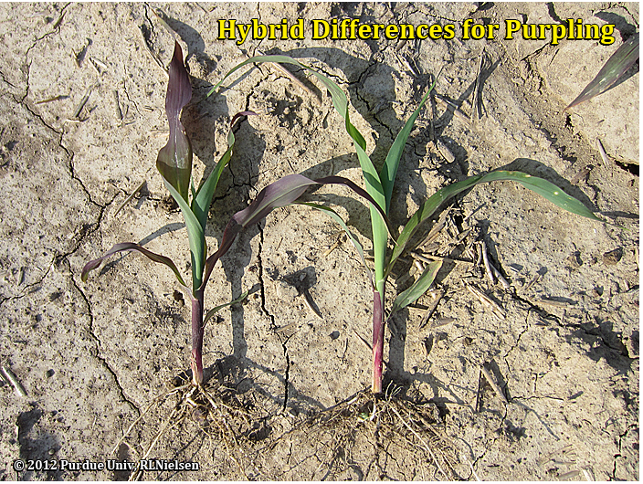 Hybrid differences for purpling; both plants V3.